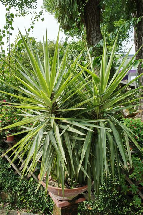 象腳王蘭風水|【家庭植物風水】專家解析 